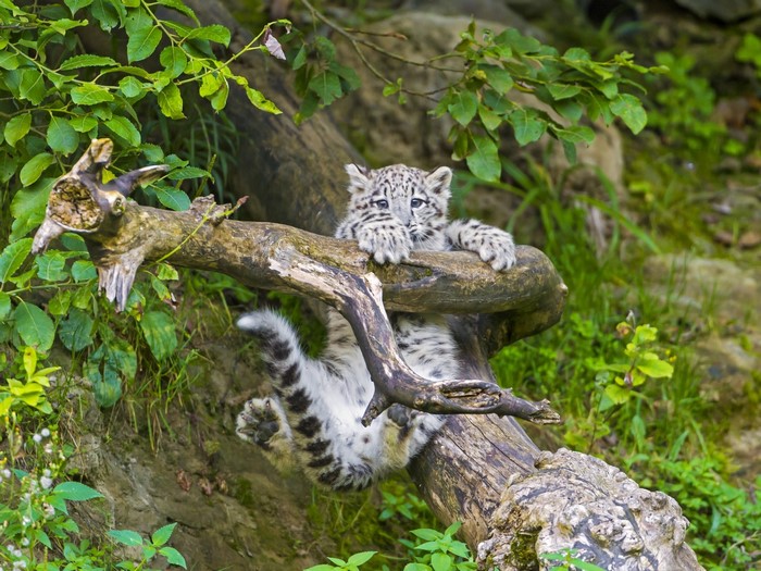 Snow leopard cub hanging on a tree branch