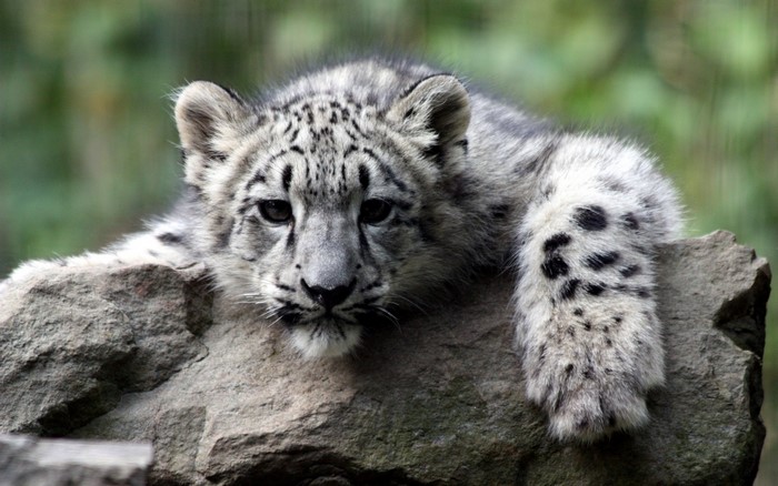 Snow leopard cub resting on rocks