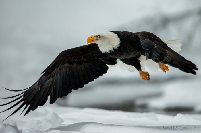 Bald Eagle in flight over snow
