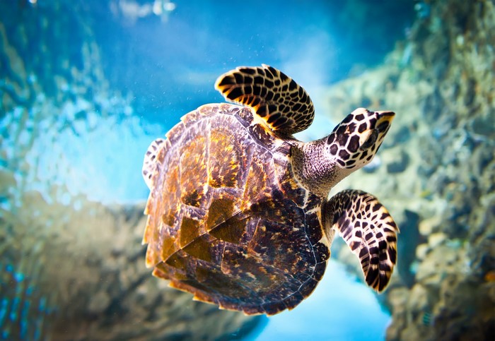 Hawksbill sea turtle swimming underwater