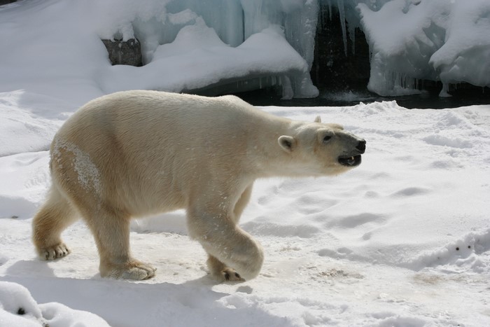 Polar bear walking in the snow