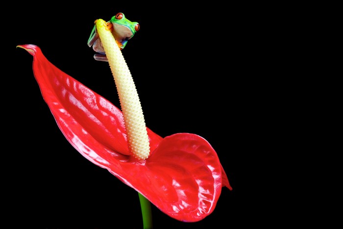 Red-eyed tree frog on a red anthurium flower