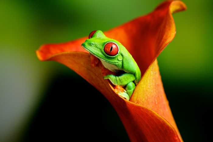 Red-eyed tree frog on an orange flower