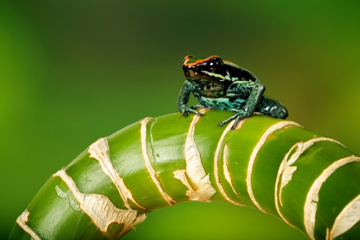 Poison Dart Frog on Bamboo