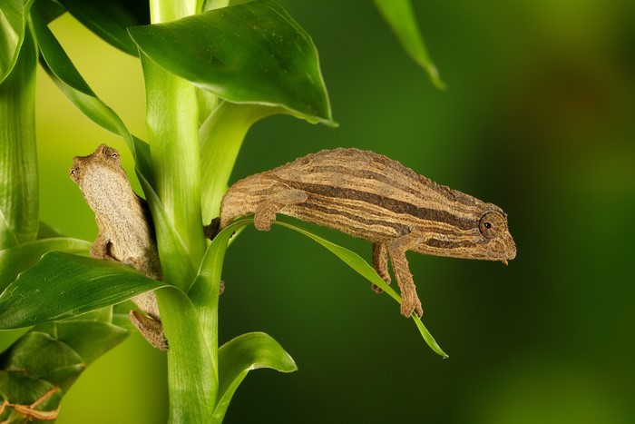 Two chameleons on a green plant stalk