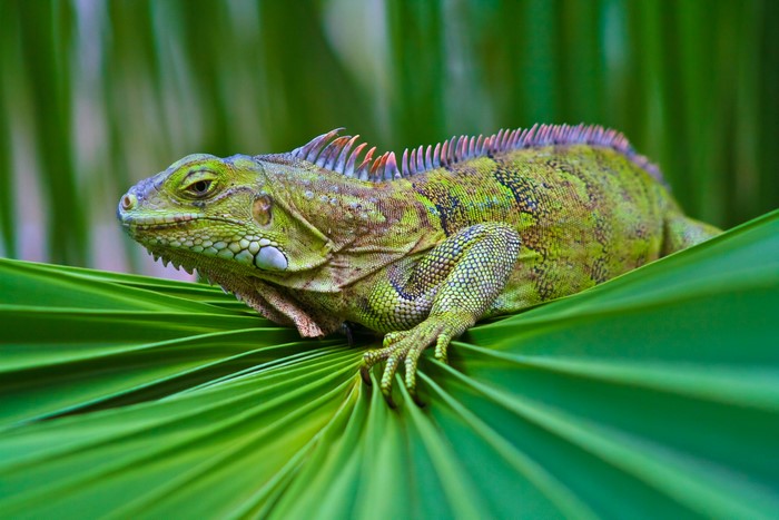 4K Close-Up of a Green Iguana on Leaf