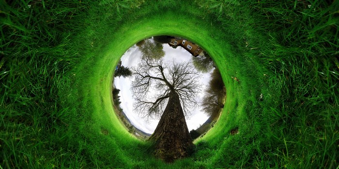 Green grass and bare tree in a circular landscape