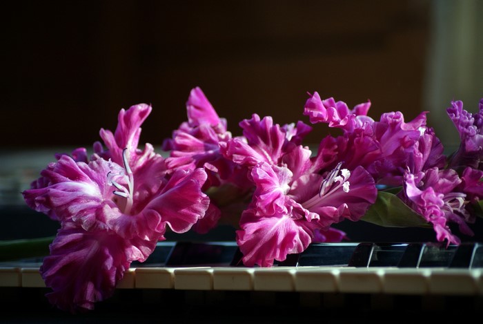 Purple Gladioluses on Piano Keys