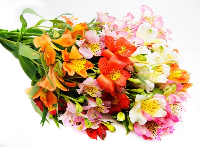 Bouquets of Alstroemeria flowers