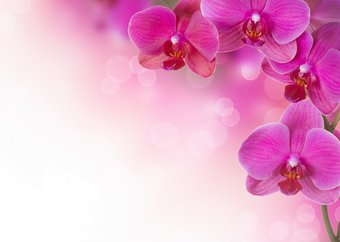 4K Orchid Flowers