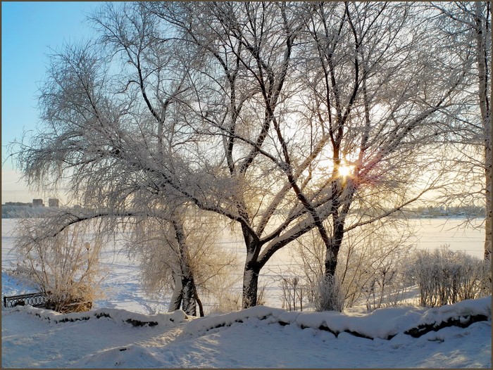 Winter scene with frosted trees and sunlight