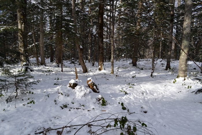 Snowy forest with tall trees and sunlight