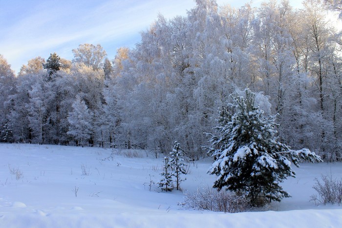 Snow covered trees in a winter forest landscape
