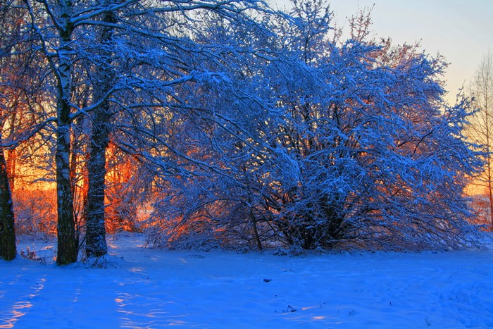Winter trees covered in snow at sunset