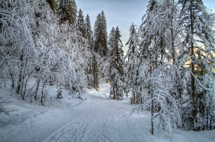Snowy forest path with snow-covered trees