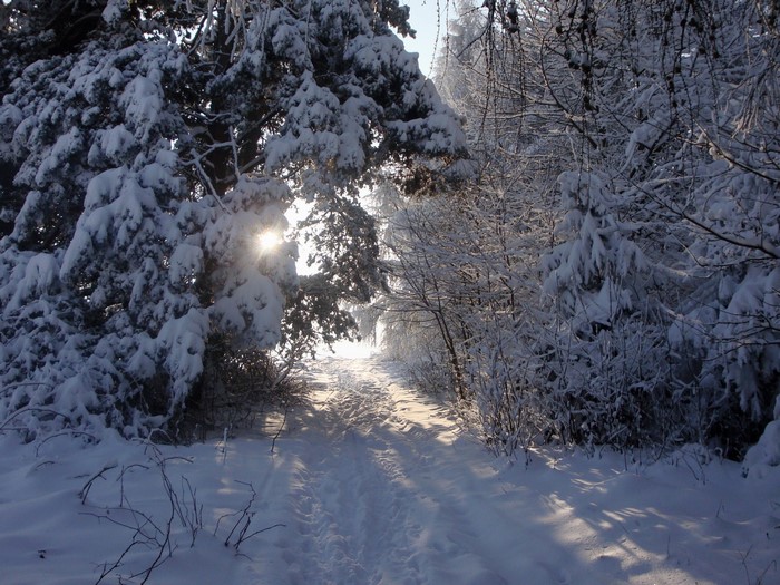 Snowy forest path with sun rays