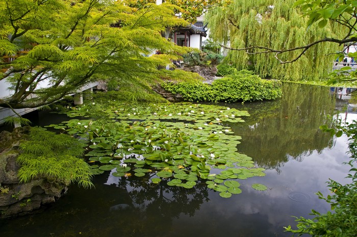 Japanese Garden with Pond and Water Lilies
