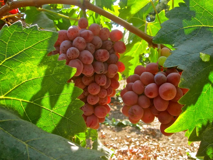 Red grapes on branches with green leaves