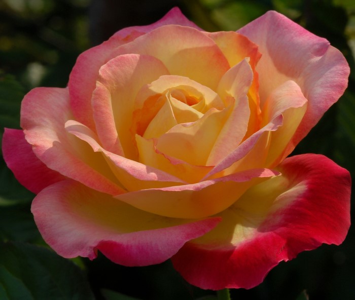 Close-up of a bi-colored rose with yellow and pink petals
