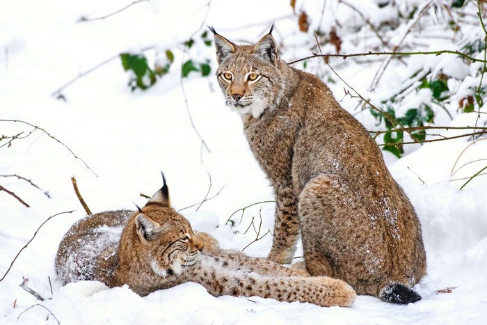 Two lynx in the snow