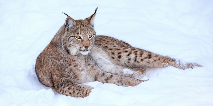 Lynx lying in the snow