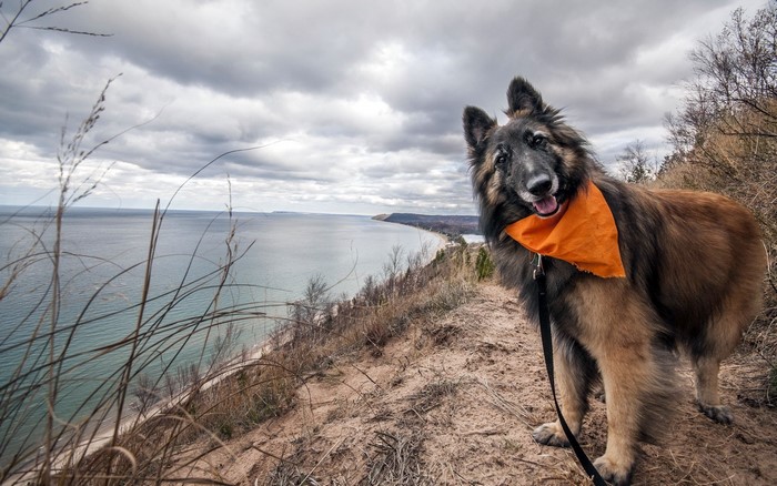 Dog wearing an orange bandana on a sandy coast