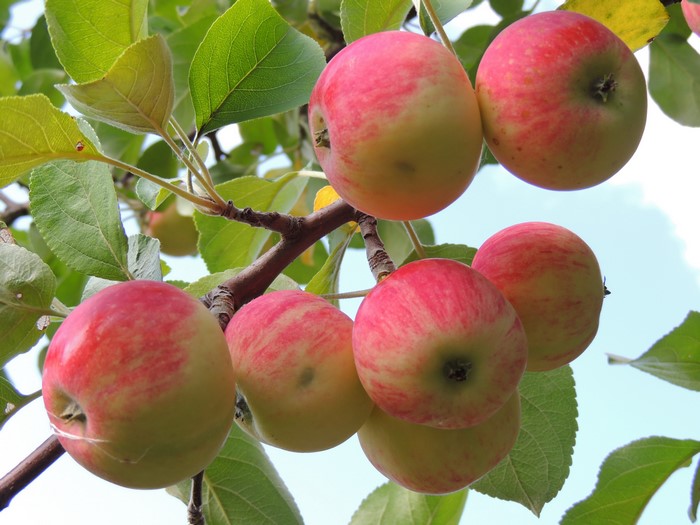 Apples on a tree branch with leaves
