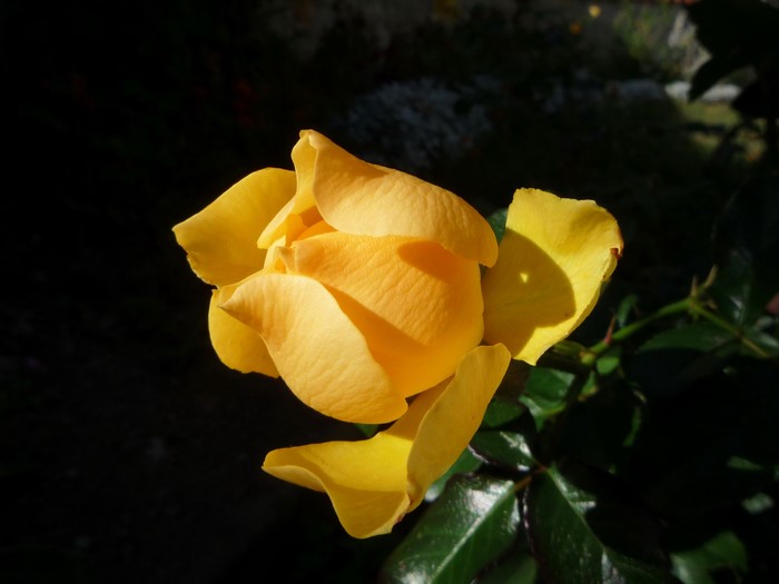 Yellow rose bud with dark background