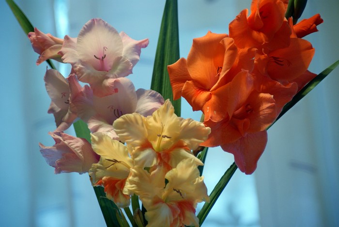 Gladioluses in a bouquet