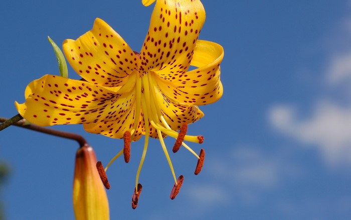 Yellow spotted lily flower against blue sky