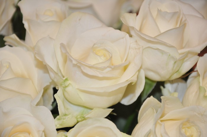 4K White Roses