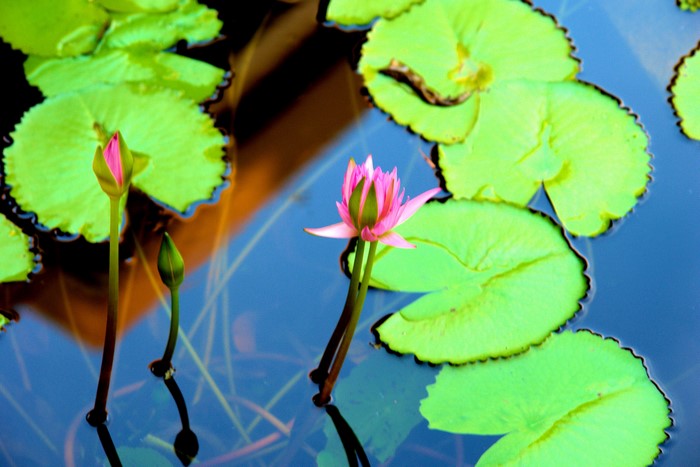 4K Water lilies