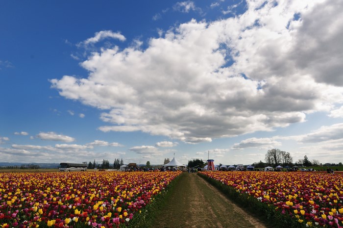 Field of Tulips with Clouds and a Dutch Windmill