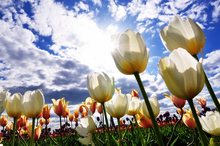 4K White Tulips Field Under Cloudy Sky