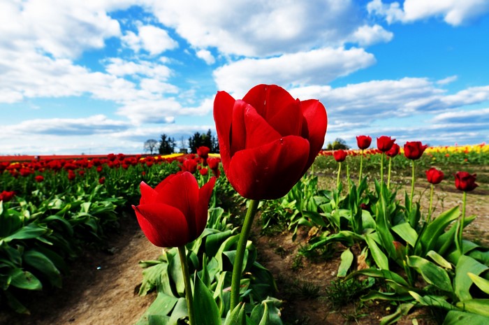 Red Tulips Field Under Blue Sky