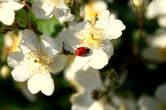 Ladybug on a white flower