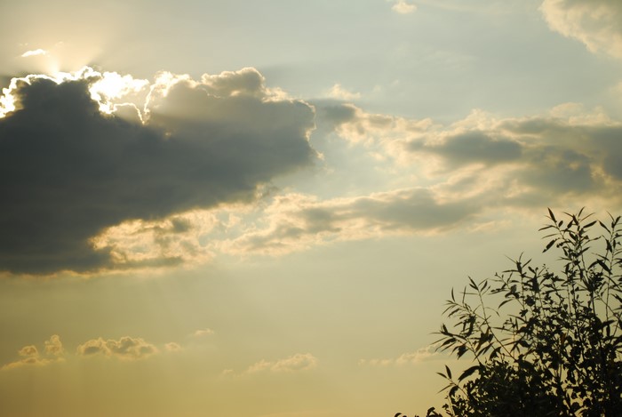 Sunlight through clouds with tree branches
