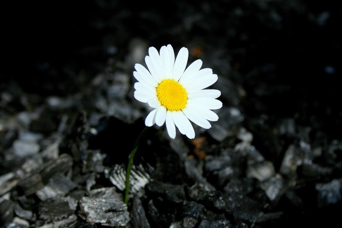 White daisy with yellow center on dark background