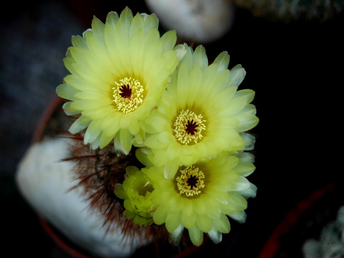Yellow cactus flowers blooming on a spiky plant