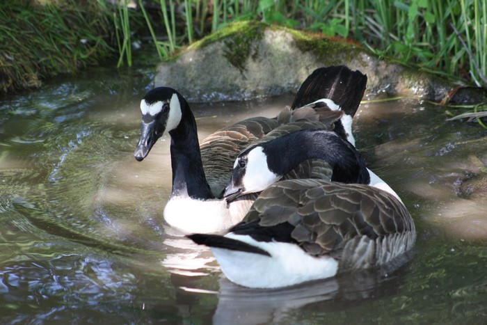 Canada Geese Swimming in Water