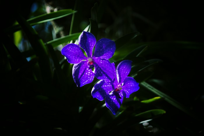 Two purple orchids with white spots