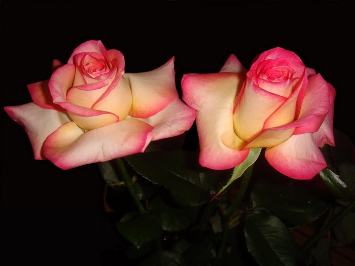 Two pink and yellow roses on a black background