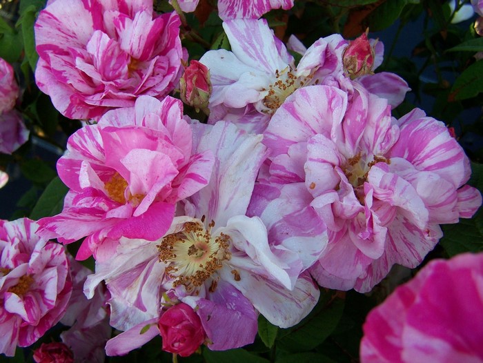 Striped Pink and White Roses
