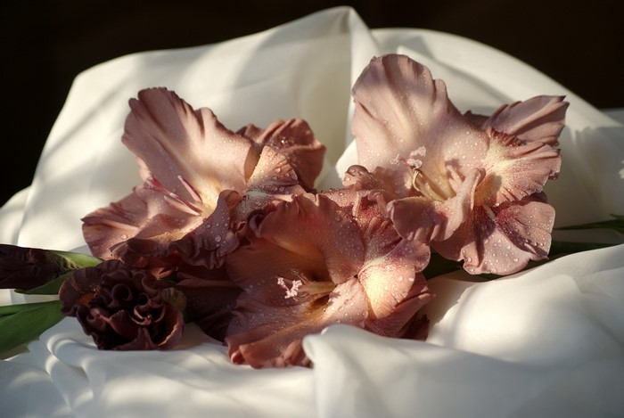 Gladioluses with water drops on white fabric