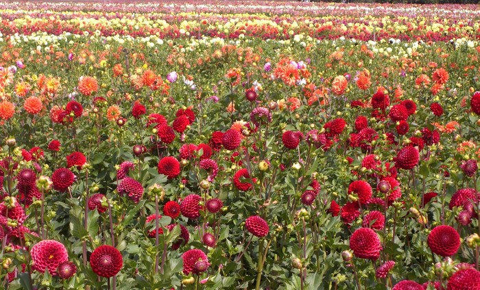 Vibrant Dahlia Flower Field in Full Bloom