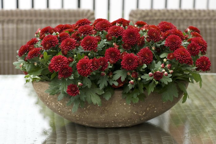 Red Chrysanthemums in a Bowl