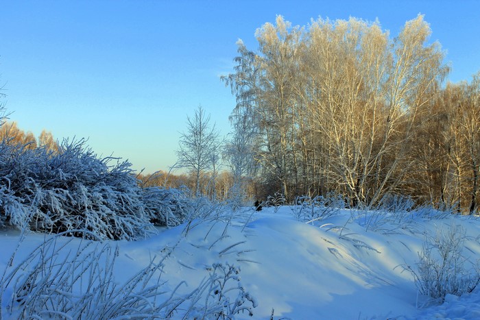 Snow-covered trees and bushes under a clear blue sky