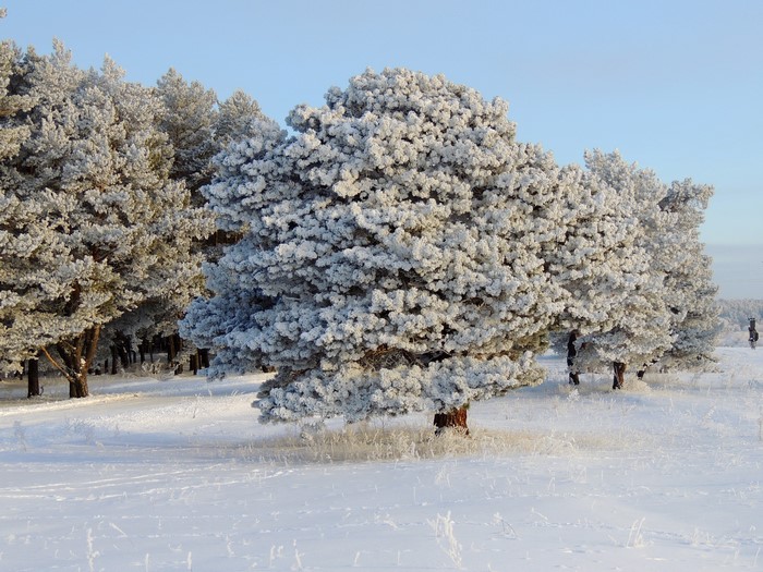 Snow-covered pine trees in a winter landscape
