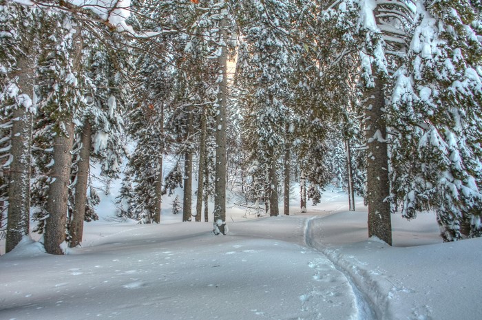 Snowy forest with ski tracks