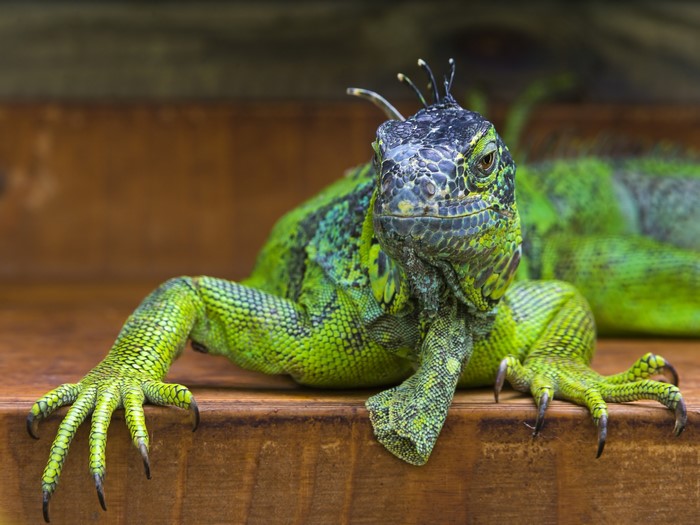 Green Iguana resting on wooden surface